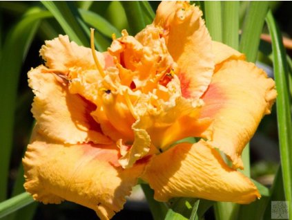 Ľaliovka 'Polish Truffle' - Hemerocallis 'Polish Truffle'