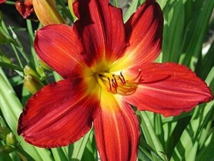 Ľaliovka 'Pillar of Fire' - Hemerocallis 'Pillar of Fire'