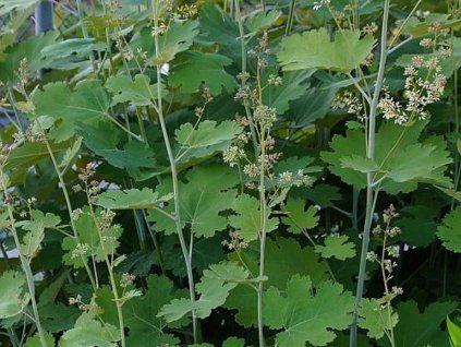 cordata 1