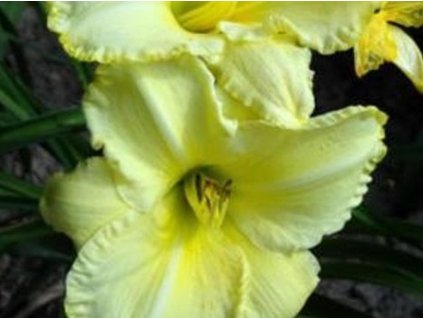 Ľaliovka 'John Paul The Great' - Hemerocallis 'John Paul The Great'