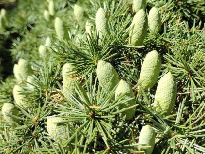 Céder libanonský  Cedrus libani