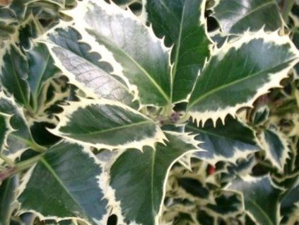 variegata cesm�na