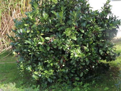 Vavrínovec lekársky 'Mano'  Prunus laurocerasus 'Mano'