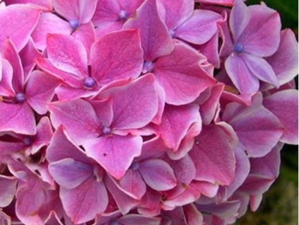 Hortenzia kalinolistá 'Frau Nobuko'