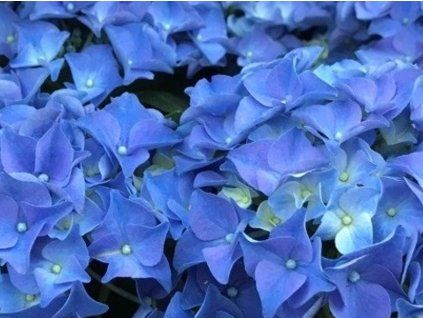 little blue