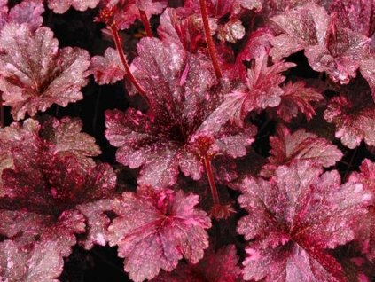 Heuchera 'Midnight Rose Select' - Heuchera 'Midnight Rose Select'