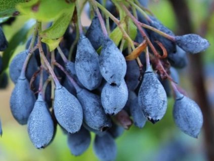 Čučoriedka azorská - izbová 'Blautropf'