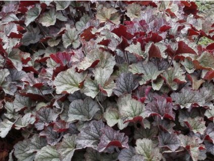 Heuchera 'Northern Exposure Silver' - Heuchera 'Northern Exposure Silver'