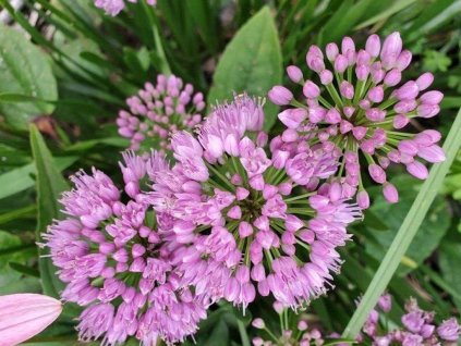 Cesnak okrasný 'Millenium'- Allium 'Millenium'