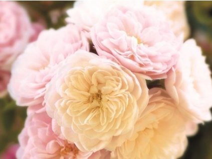 Ruža 'Alina Starlet Rose®'