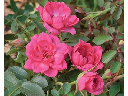 Ruža 'Asteria Pixie'