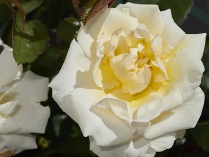 Ruža 'Baroniet Rosendal Renaissance®'