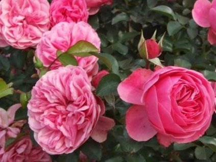 Ruža 'Berleburg National Parks®'