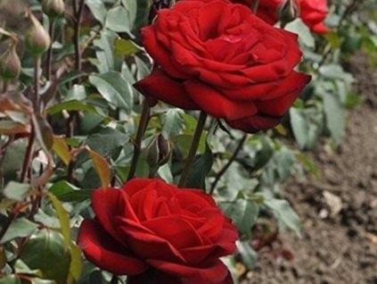 Ruža 'Burgundy Vaza'