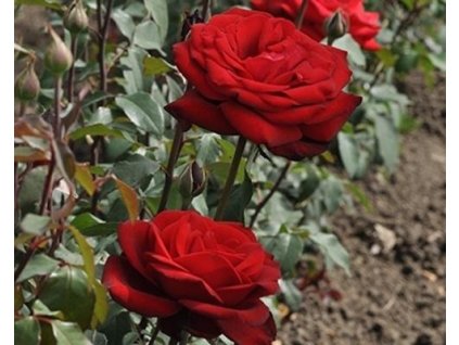 Ruža 'Burgundy Vaza'