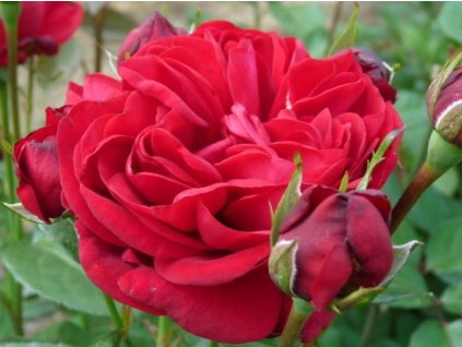 Ruža 'Capricia Renaissance®'