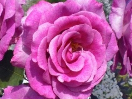 Ruža 'Deutsche Welle®'