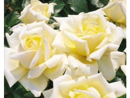 Ruža 'Diamond Days®'