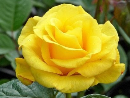 Ruža 'Guy's Gold®'