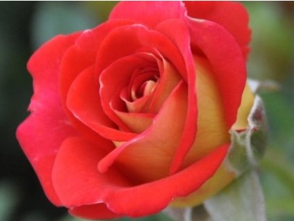 Ruža'Ketchup and Mustard'