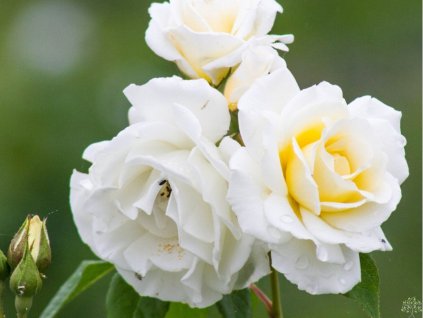 Ruža 'Kristallperle®'