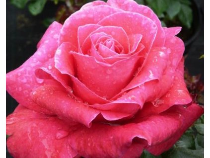 Ruža 'Lady Mitchell®'