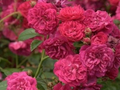 Ruža 'Lola Starlet Rose®'