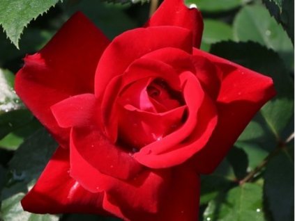 Ruža 'Lübeckrík Rotspon®'