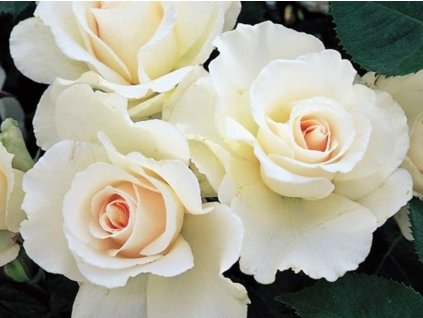 Ruža 'Margaret Merril®'