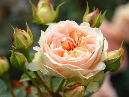 Ruža 'Matthias Claudius®' (Balenie špeciálne balenie)