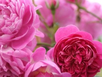 Ruža 'Melina Starlet Rose®'