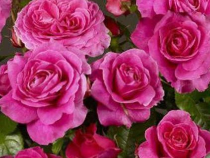 Ruža 'Naomi Renaissance®'