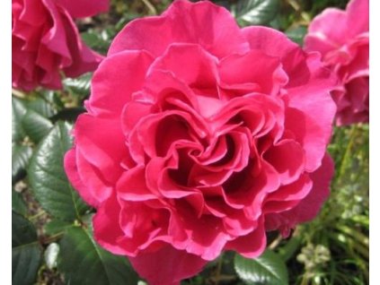 Ruža 'Princess Alexandra Renaissance®'