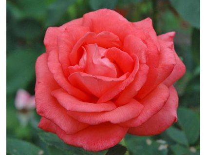 Ruža 'Tropicana®'