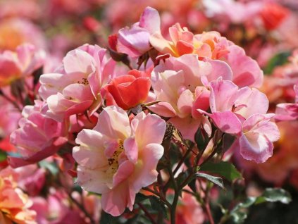 Ruža 'Jazz®' (Balenie špeciálne balenie)