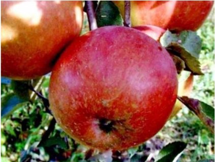 Jabloň 'Cesar Wilhelm'