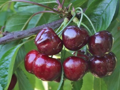 Čerešňa 'Earlise'