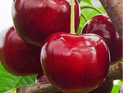 Višňa 'Chudo-Vishnya'