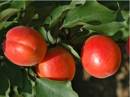 Marhuľa 'Mediabel'
