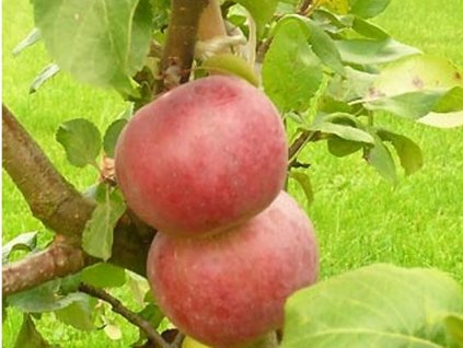 Jabloň 'Antej'