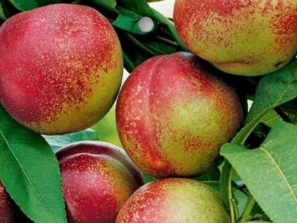 Nektarinka zakrslá 'Nektina'