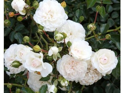 110193 stromcekkova ruza swen