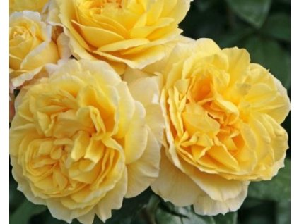 110196 stromcekkova ruza sun star