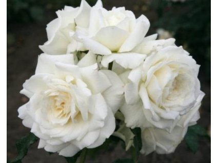 Stromčeková ruža'Alaska®' (Balenie prostokorenný stromček)