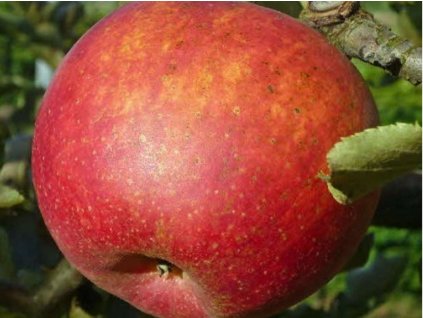 Jabloň 'Jonagold Wilmuta'