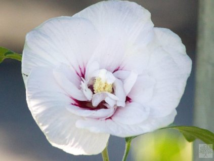 Ibištek sýrsky biely poloplný s okom