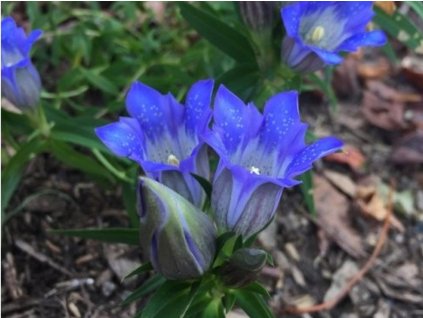 Horec drsný - Gentiana scabra