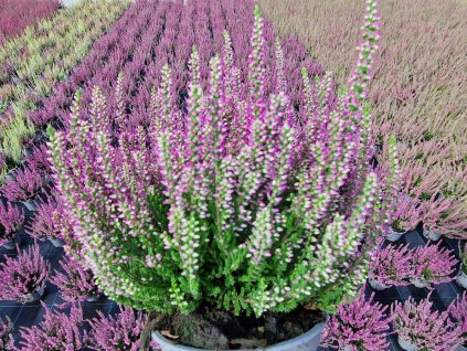 Vres obyčajný 'Saphira'