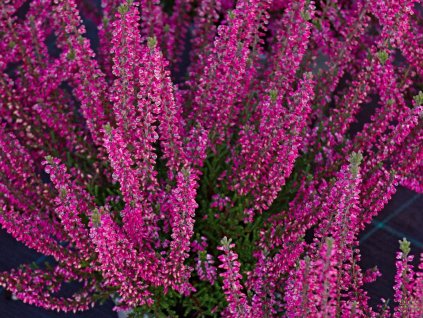 Calluna vulgaris Steffie