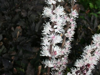 Samorastlík simplex 'Black Negligee' - Cimicifuga simplex 'Black Negligee'